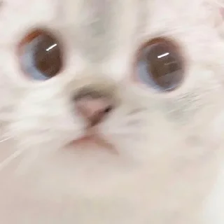 🙁 Zuzu & Nana Reactions, стикер Telegram 17 из 35