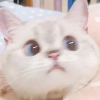 🙁 Zuzu & Nana Reactions, стикер Telegram 18 из 35