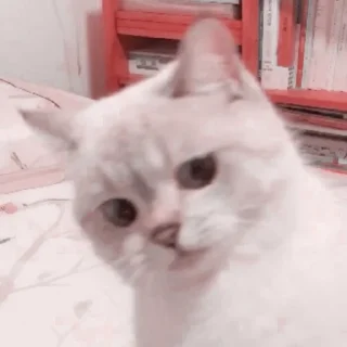 🐈 ՙ ☁️ ៸៸ Cυte Cαts ˚◞ 𖢷͎ @GUMMIEOFC, sticker Telegram 8 sur 40