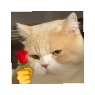 🤩 asya asya asyaaa, sticker Telegram 14 sur 38