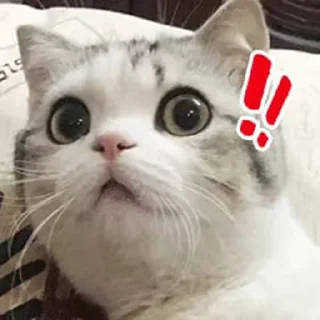 🙊 o_O®泡芙, Telegram sticker 23 of 90