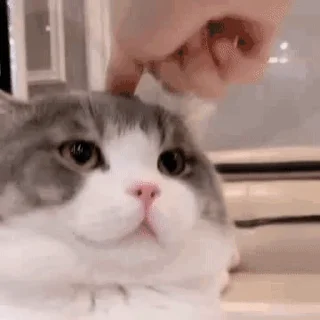🐱 🐈土豆, стикер Telegram 5 из 50