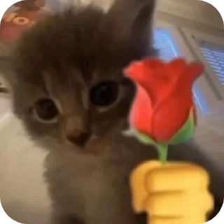 🐱 Pussy*, стікер Telegram 17 з 26
