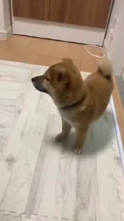 😕 Shiba Inu Vimdeos #3 @LegendaryKeys, стикер Telegram 12 из 26