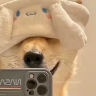 😏 Shiba Inu Vimdeos #3 @LegendaryKeys, стикер Telegram 23 из 26