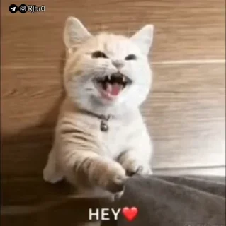 😊 Zoro's pack, стикер Telegram 9 из 110
