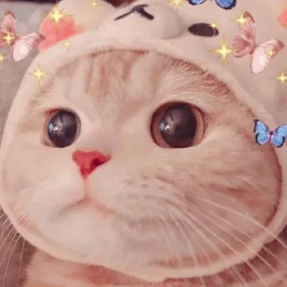 🌝 Cattttt @sparkling_vibes, sticker Telegram 23 sur 35