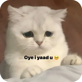 🐱 Pihu k stickers 🤩, стикер Telegram 5 из 41
