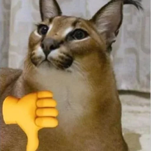 🐱 Sticker from Floppa