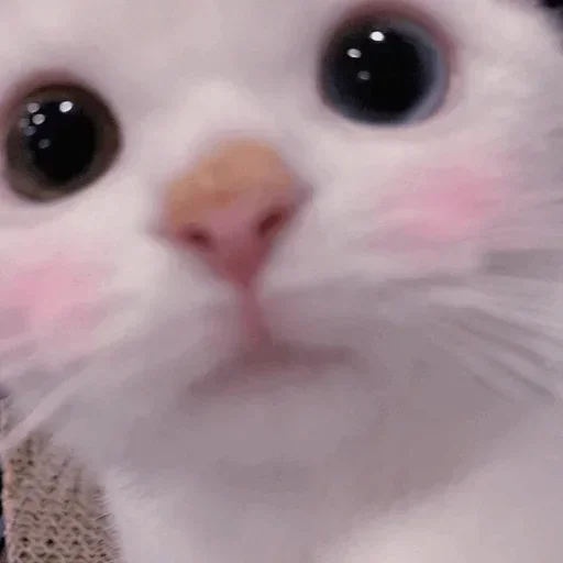 🐱 Sticker from My cat moods
