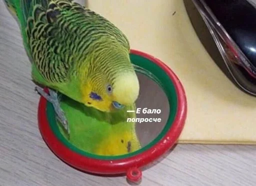 🇧🇷 Sticker #21 from ДикейОтДиСи