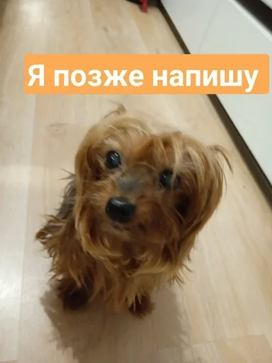 ⌚️ Sticker from Моя собака - @minecraft4ik_1 s