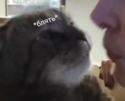 😭 Sticker from Кот на всe случаи жизни
