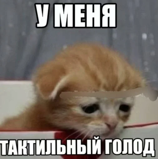 🌟 Sticker from Заебавшиеся коты 3