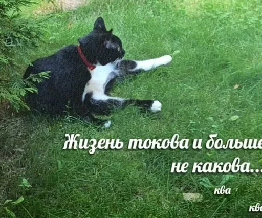 🌟 Sticker from Заебавшиеся коты 2