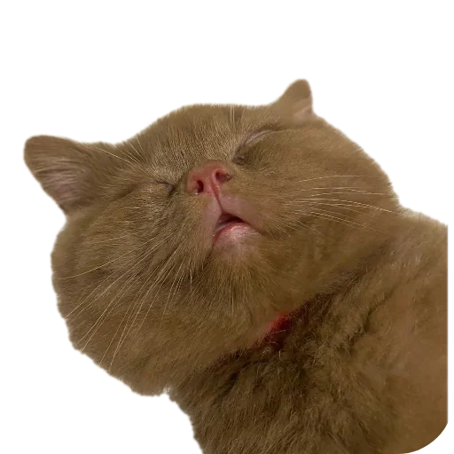 🐱 Sticker #8 from Крутой
