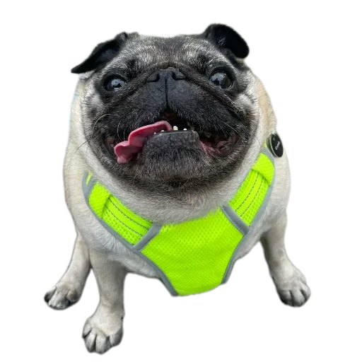 🐶 Sticker #15 from Крутой