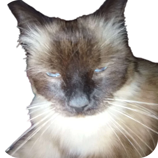 🐱 Sticker #18 from Крутой