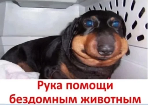 💀 Sticker from мама лошевича