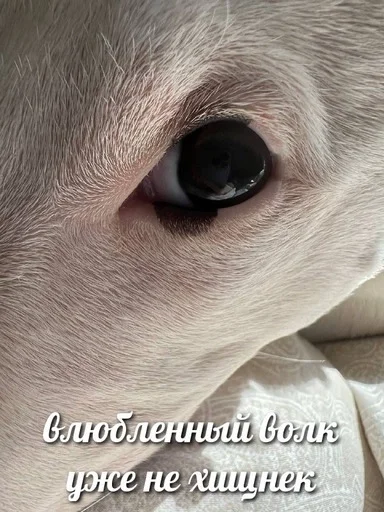 ❤️ Sticker from МАМКИН ХУЙ НИКОЛАЙ