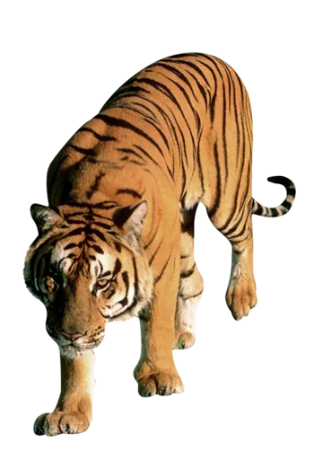 🐅 Sticker from Тигр @stickermodpack