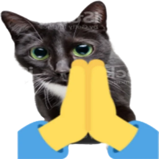 🙏 Sticker from Kitty