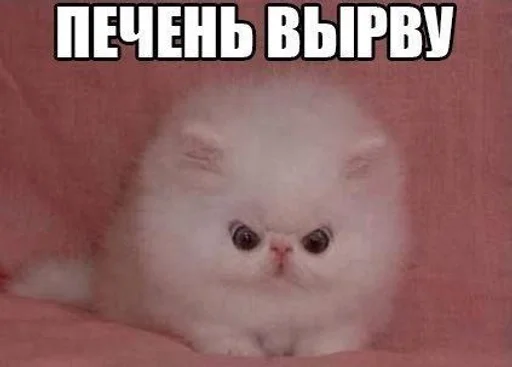 🌟 Sticker from Мемы с котиками