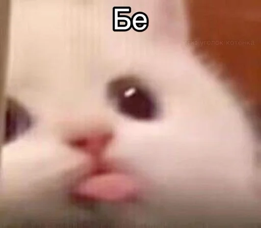 🌟 Sticker from Мемы с котиками