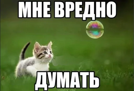 🌟 Sticker from Заебавшиеся коты 3