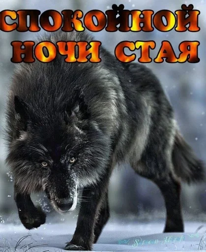 🌟 Sticker from Волчий стикер-пак.