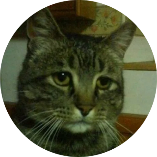 😢 Sticker from Some Cats