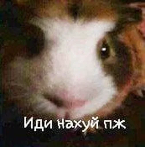 😍 Sticker from Доги кок