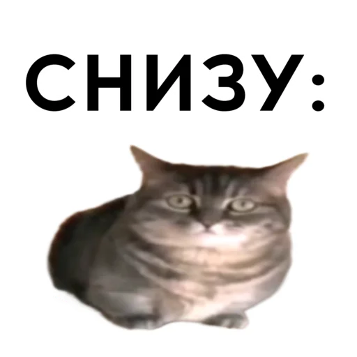 👇 Sticker #2 from кокоа вахуи от - @cocoa_vahui