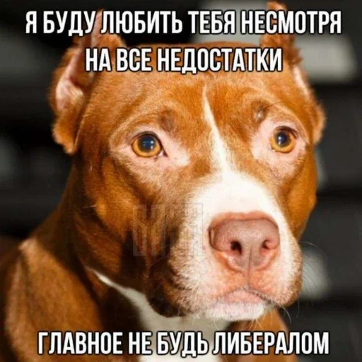 😂 Sticker #15 from Да ты шо