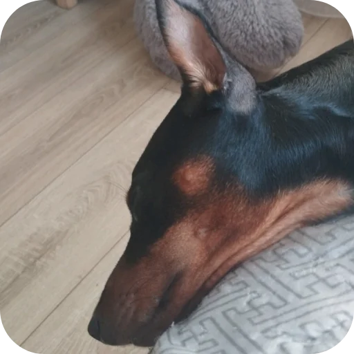 😴 Sticker #14 from Тайсон @stickrubot