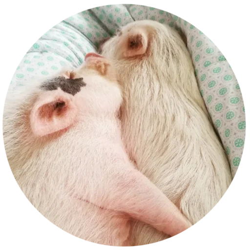 🐷 Sticker from Pig