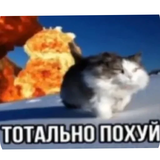 🐱 Sticker from Странные коты 😐