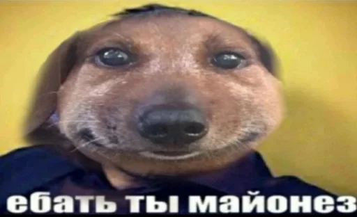 🌟 Sticker from Собака бомба