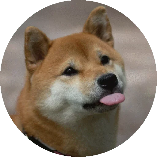 🤭 Sticker from Shiba @stickersb2b