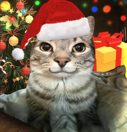 🌟 Sticker from Кот с пиздатым ебалом