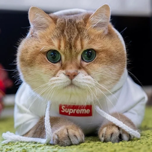 🤭 Sticker from Котики