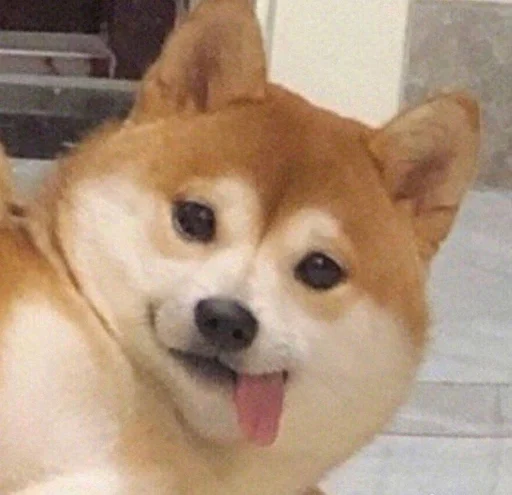 😛 Sticker from DOGvolk