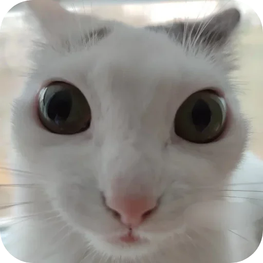 🐱 Sticker from meow🐱
