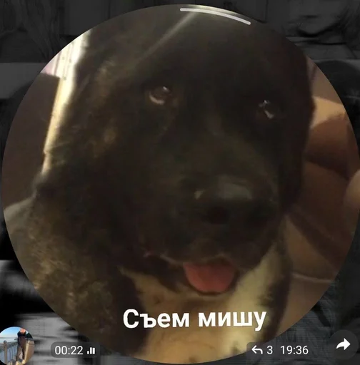 🙊 Sticker from Бомбастеры
