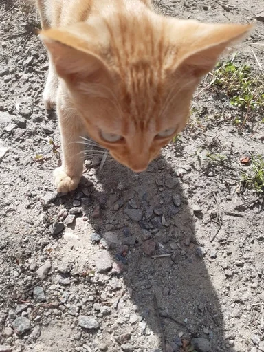 😨 Sticker from лучший котик мечта прям