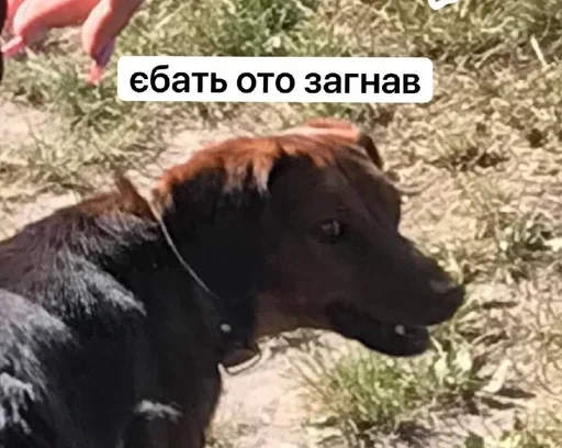 🤪 Sticker from побацим коли