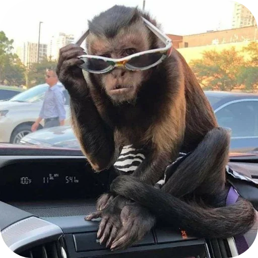 🚗 Sticker #10 from бибизяны-обезьяны