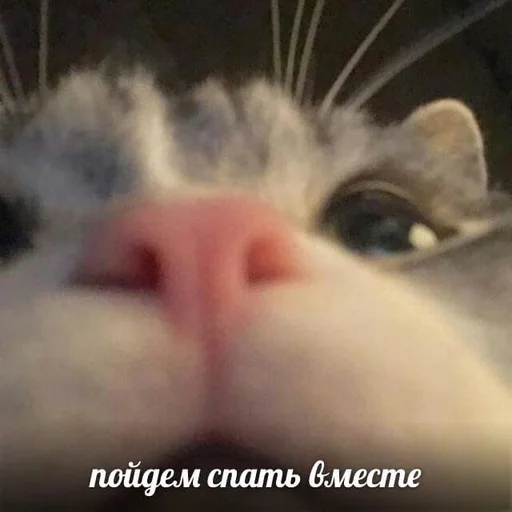 😴 Sticker from спящий режим