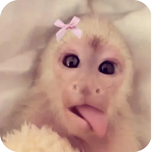👅 Sticker #19 from бибизяны-обезьяны