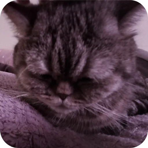 🐱 Sticker #23 from Кокаин(кокс)